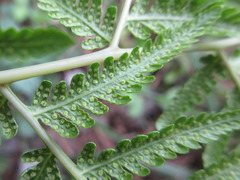 Macrothelypteris oligophlebia