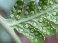 Macrothelypteris oligophlebia