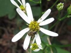 Aster scaber