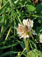 Apis mellifera