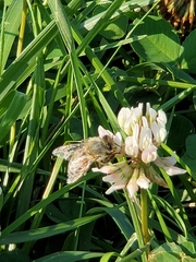 Apis mellifera