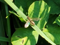 Toxomerus marginatus