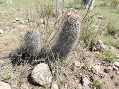 Coryphantha clavata clavata