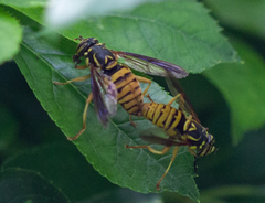 Spilomyia alcimus