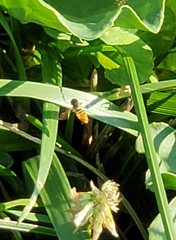 Toxomerus marginatus
