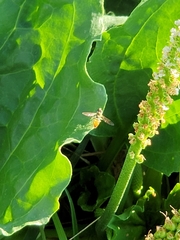 Toxomerus marginatus