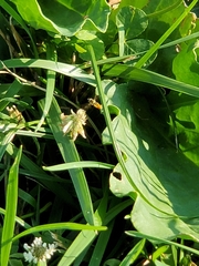 Toxomerus marginatus