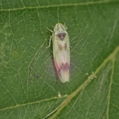 Erythridula praecisa