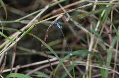Lestes forficula