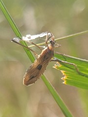 Narvesus carolinensis