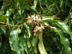 Syzygium anisatum