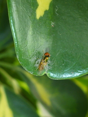 Microchrysa bicolor
