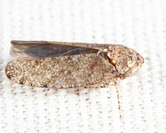 Paraphlepsius tennessus