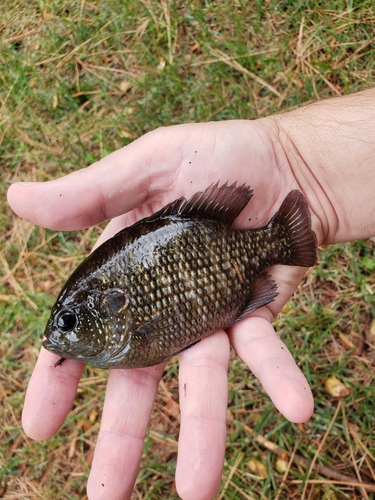 Bantam sunfish (Lepomis symmetricus) — Centrarchidae
