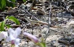 Leiocephalus raviceps uzzelli
