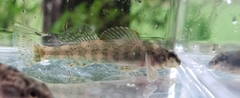 Etheostoma histrio