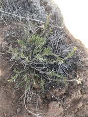 Chrysothamnus depressus