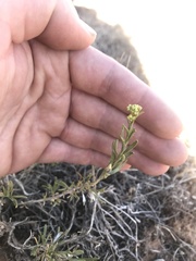 Chrysothamnus depressus