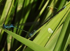 Enallagma exsulans