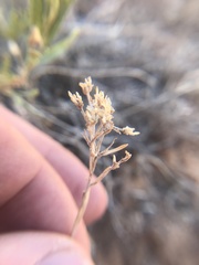 Chrysothamnus depressus