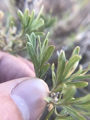 Chrysothamnus depressus