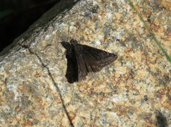 Erynnis persius fredericki