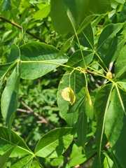 Ptelea trifoliata mollis