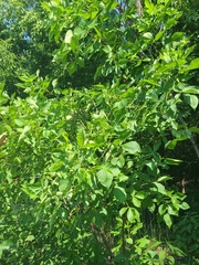 Ptelea trifoliata mollis