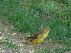 Ploceus cucullatus