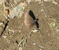 Erynnis persius fredericki