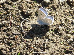 Icaricia icarioides lycea