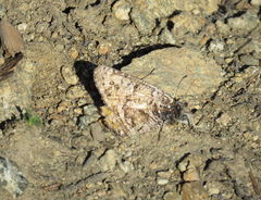 Oeneis chryxus chryxus