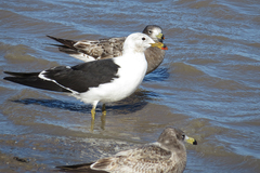 Larus atlanticus