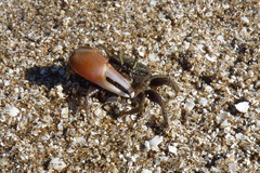 Leptuca uruguayensis