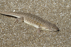 Liolaemus multimaculatus