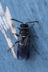 Argogorytes nigrifrons