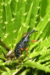 Heilipodus erythropus