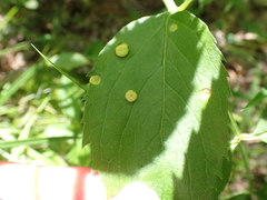 Puccinia sparganioidis