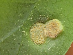 Puccinia sparganioidis