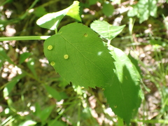 Puccinia sparganioidis