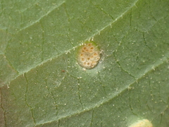 Puccinia sparganioidis