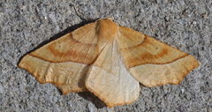 Tetracis jubararia
