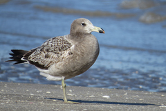 Larus atlanticus