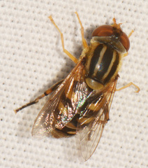 Parhelophilus integer