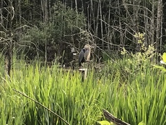 Ardea herodias fannini