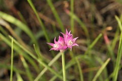 Allium brevistylum
