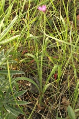 Allium brevistylum