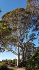 Eucalyptus globulus maidenii