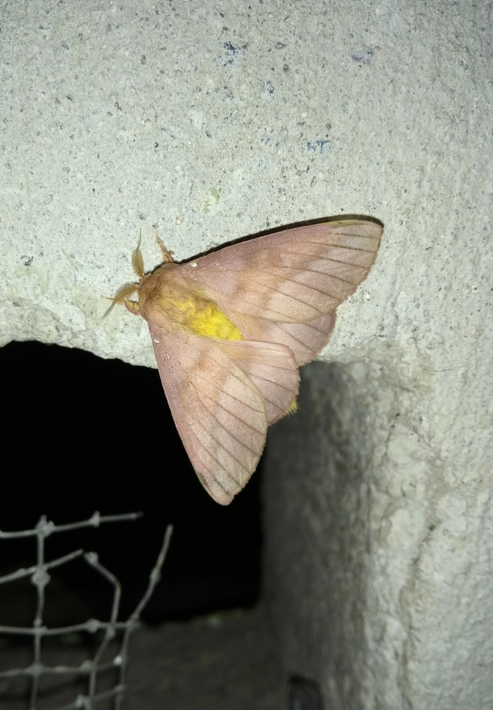 Ptiloscola surrotunda