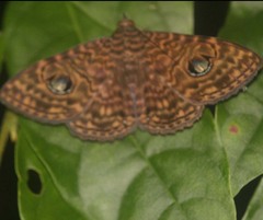 Speiredonia cymosema
